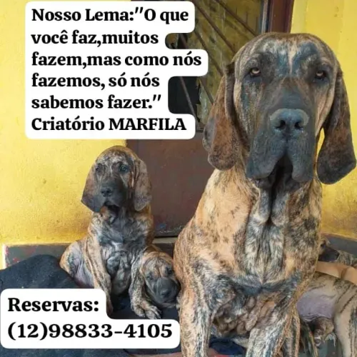 Filhotes de Fila Brasileiro 