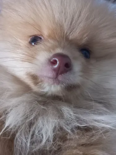 Filhote sptiz ( lulu da pomeranea)