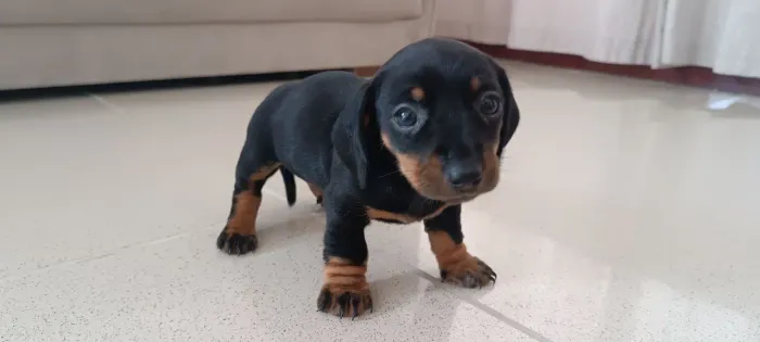 Filhote Fêmea Dachshund