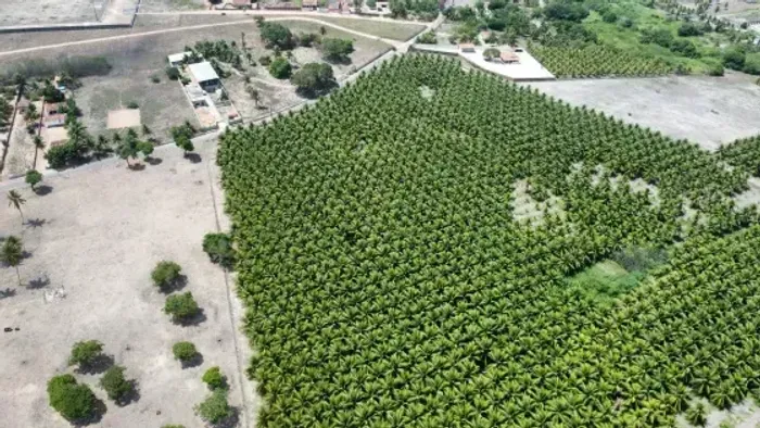 Granja com 12 hectares plantada de coqueiros em Monte Alegre