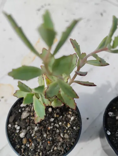 Cactos suculentas coleção KALANCHOE SERRATIFOLIA BABY
