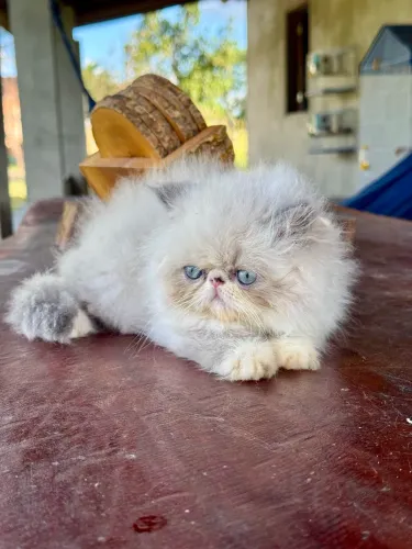 Machinho persa 