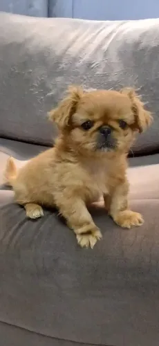 Vendo filhote macho, 2 meses raça pequenez 