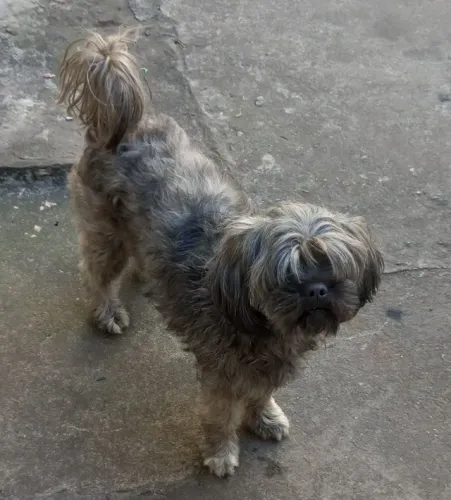 Pet 3 anos doa_se
