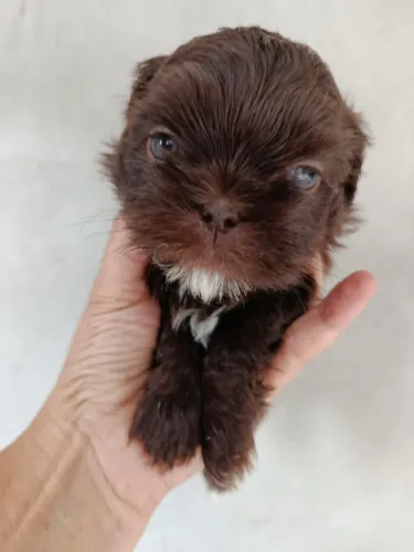 Filhote Shih Tzu, Amor peludo pronto para fazer parte da sua vida!