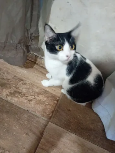 Gatos femeas