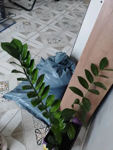 Planta Zamioculca com 60 cm