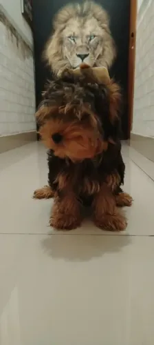 Lindo yorkshire terrier machinho tradicional