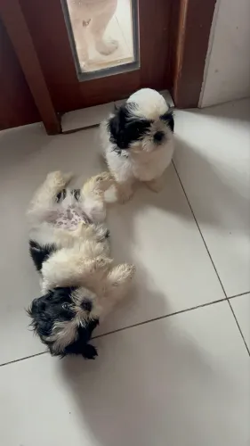 Cachorro shih tzu