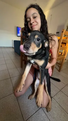 Doação de cachorro