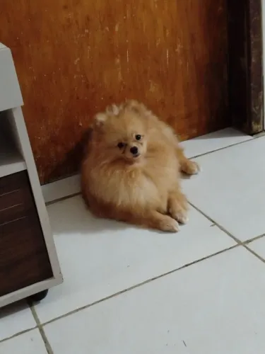 Padreador de Lulu da Pomerânia a venda