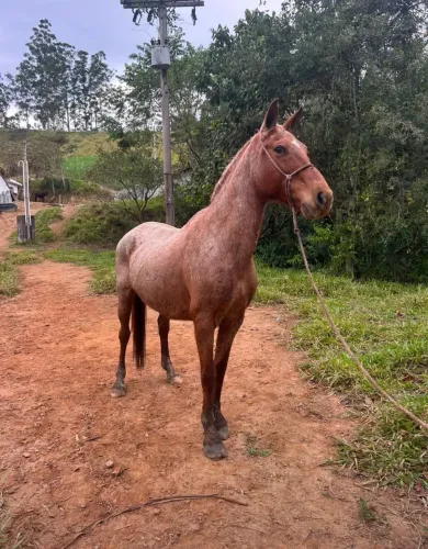 Égua Apallosa - Bem domada saudável