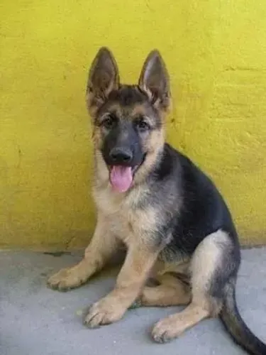 Bebês caninos com personalidade e muito carinho , Pastor Alemão