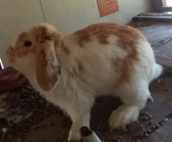 Coelho mini loop macho muito lindo e dócil