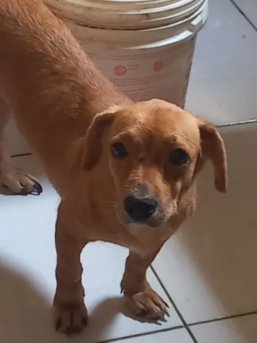 Cachorra mista - SRD e Dushround.