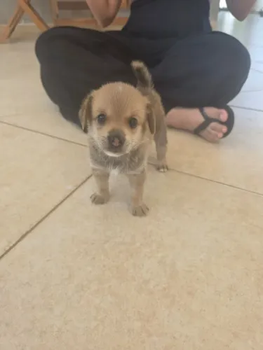 Filhote de Splitz alemão anão com Dachhund