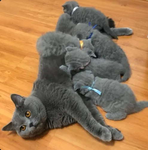 Filhotes disponíveis da raça British Shorthair - Enviamos p/ todo Brasil