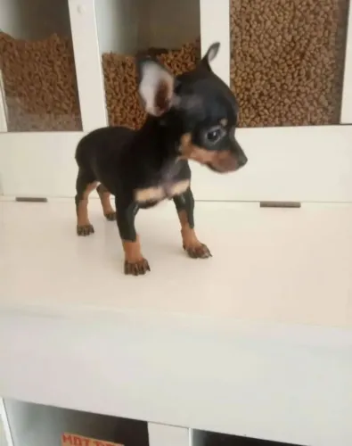 Pinscher Miniatura Zero (0)