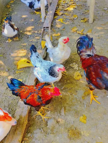 Patos e galos !