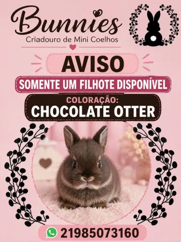 Coelho Raça Netherland Dwarf ( ANÃO)