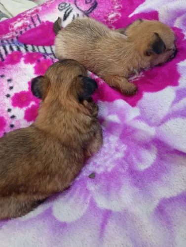 Cachorro misturado Shitzu com pinscher