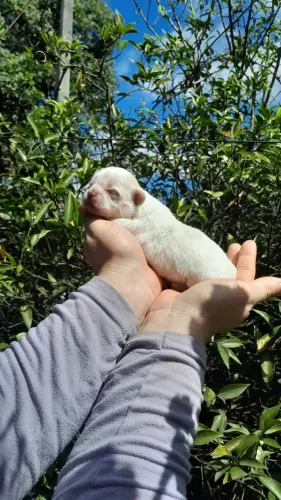 Shihtzu 