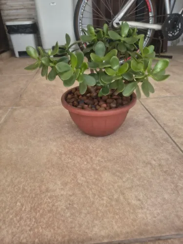 Planta jade