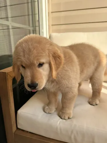 Golden 