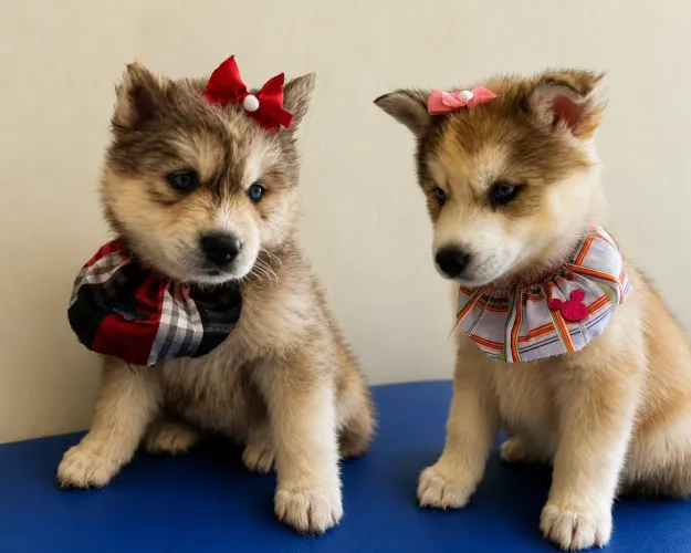 Filhotes husky siberiano