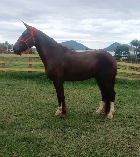 Cavalo manso de confiança
