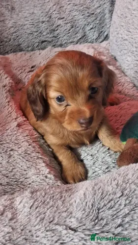 Filhotinhos dachshund/teckel/basset/salsicha/cofap de linhagem selecionada