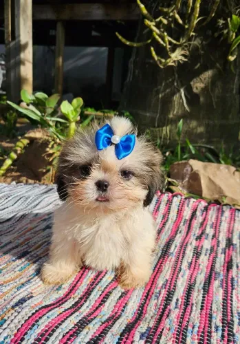 Linda fêmea de shih tzu 