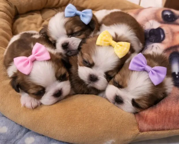 Shihtzu miniatura lindos filhotes
