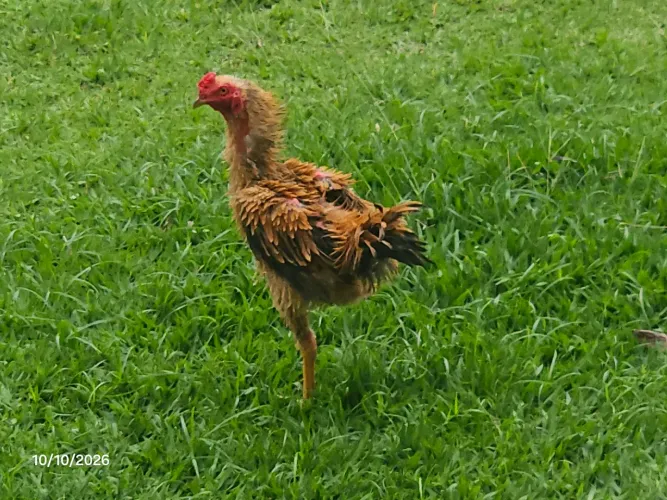 Frango arrepiado