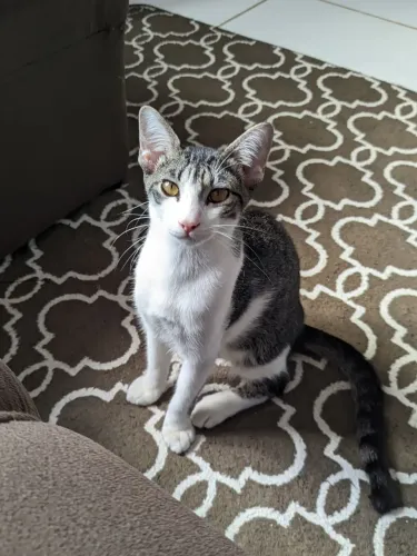 Gato para doação, não tenho tempo para cuidar dele