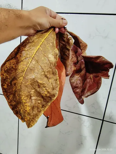 60 Folhas Castanhola, sete copas amendoeira
