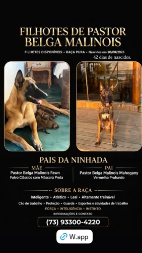 Filhotes de Pastor Belga Malinois