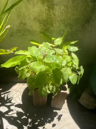 Vende-se plantas
