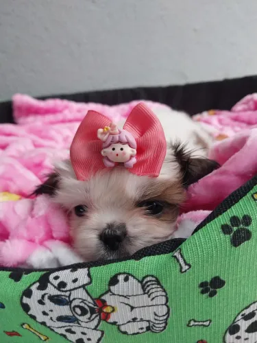 Fêmeas Shih-tzu