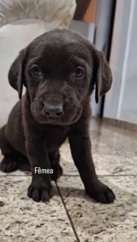 VENDO FILHOTES DE LABRADOR PURO
