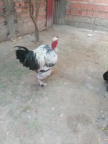 V/T este lindo galo Brahma lite 