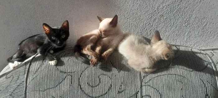 Estou doando um gatos um macho e uma fêmea