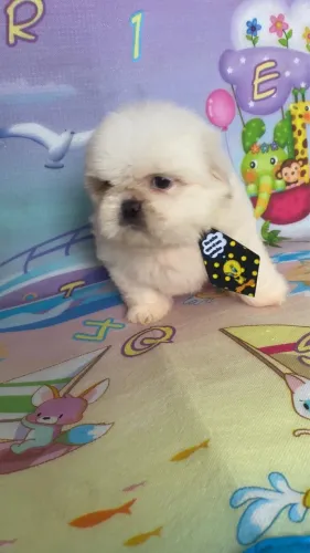 Shih tzu ! Amigos e carinhosos a sua espera