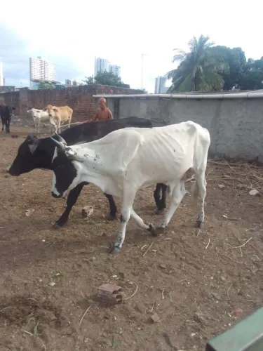 Vendo 3 Boi por 9 Mil