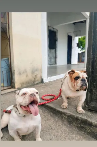 Bulldog inglês 