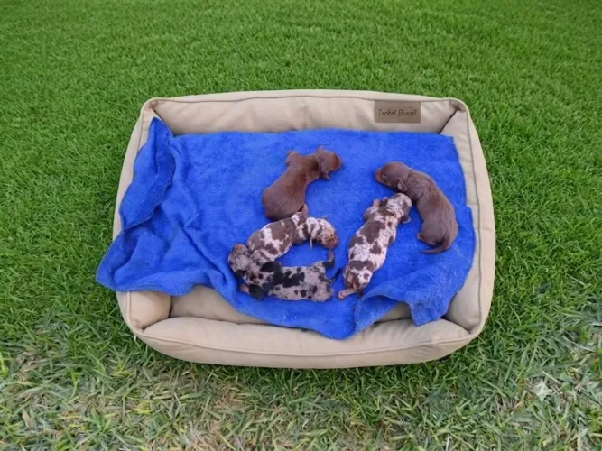 DACHSHUND, FILHOTES DISPONÍVEIS