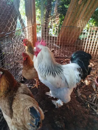 Galo e galinha brahma