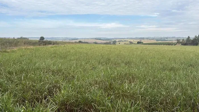 PECUÁRIA - Área Rural 28 alqueires