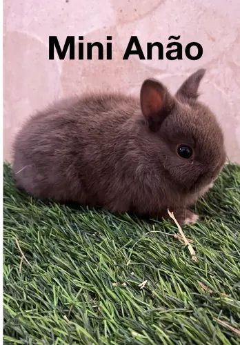 Mini coelhos
