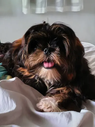 Shihtzu fêmea filhote